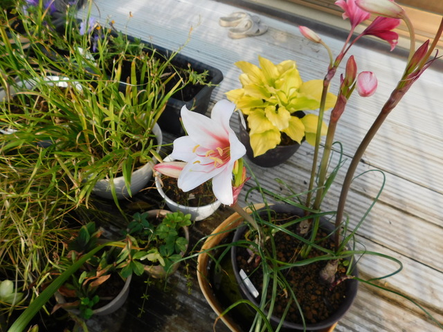 DSCN5529.JPG