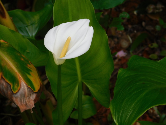 DSCN5542.JPG