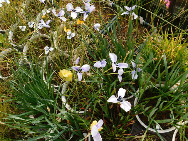 DSCN5547.JPG