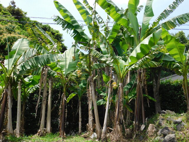 DSCN5567.JPG