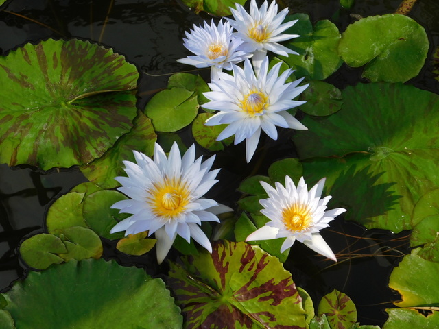 DSCN5575.JPG