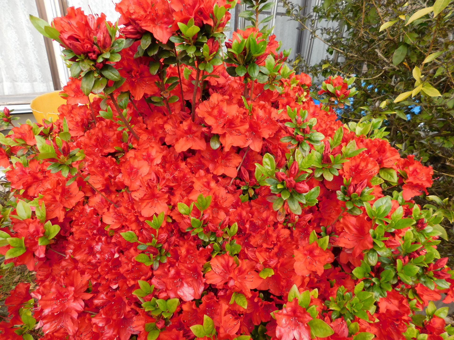 ソテツの植え替え: 学芸員の独り言