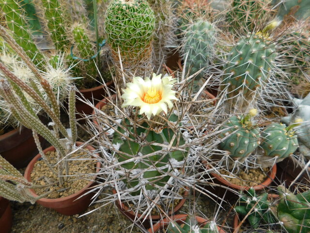 DSCN5737.JPG