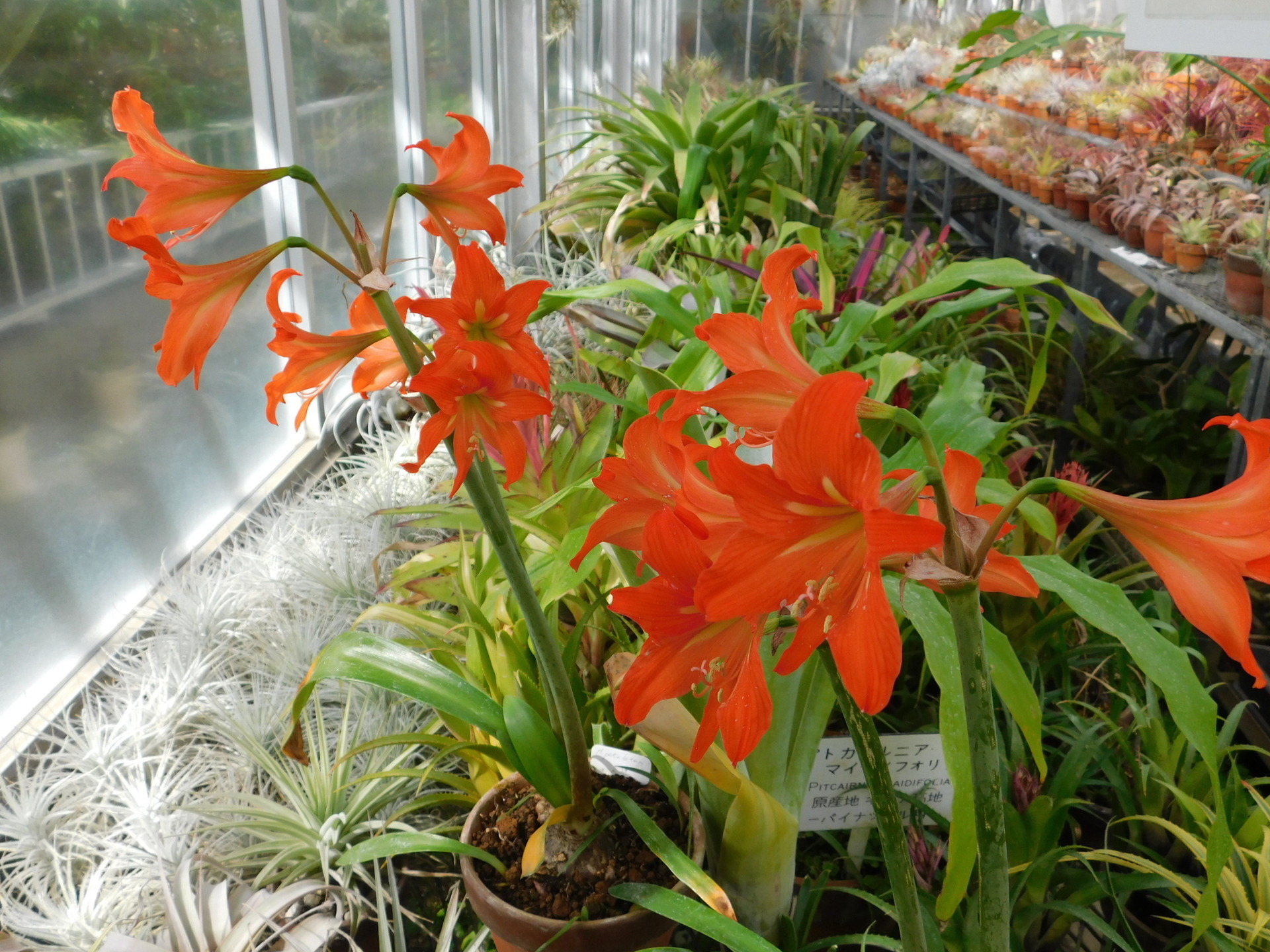 アマリリス各種 【公式通販】