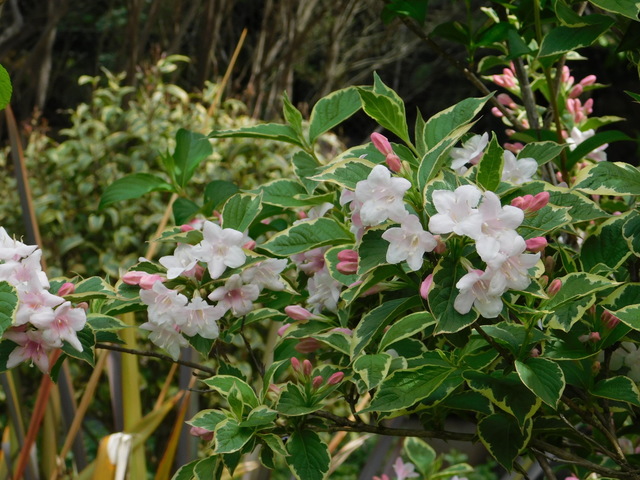 DSCN5753.JPG