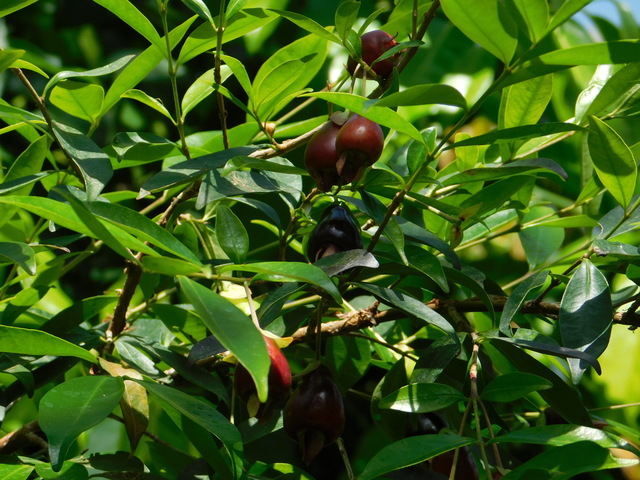 DSCN5776.JPG