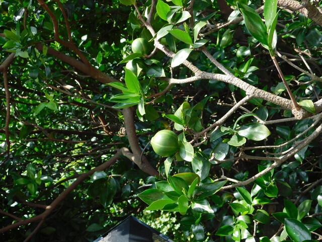 DSCN5778.JPG