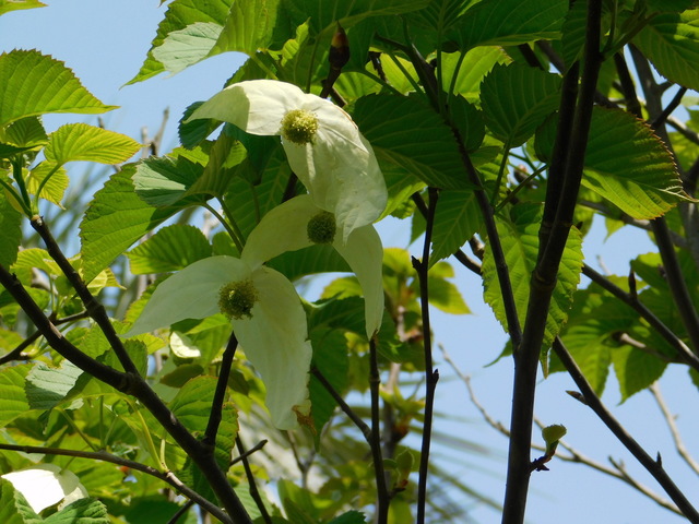 DSCN5828.JPG