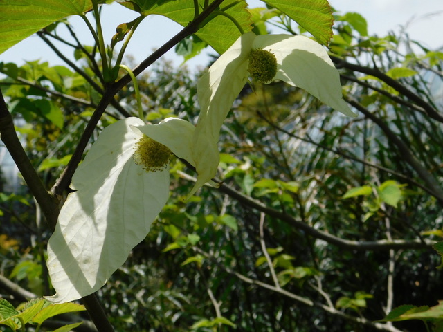 DSCN5831.JPG