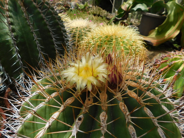 DSCN5957.JPG