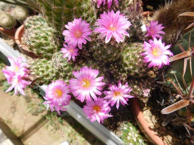 DSCN5963.JPG