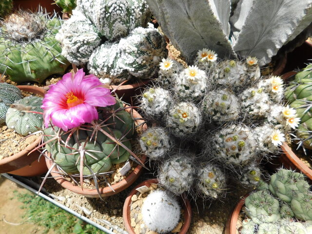 DSCN5965.JPG