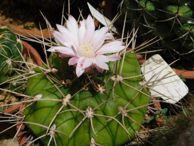 DSCN5981.JPG
