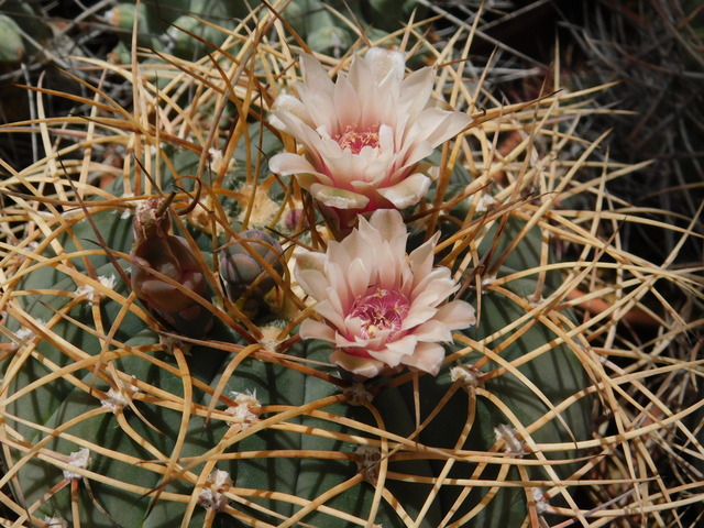 DSCN5987.JPG