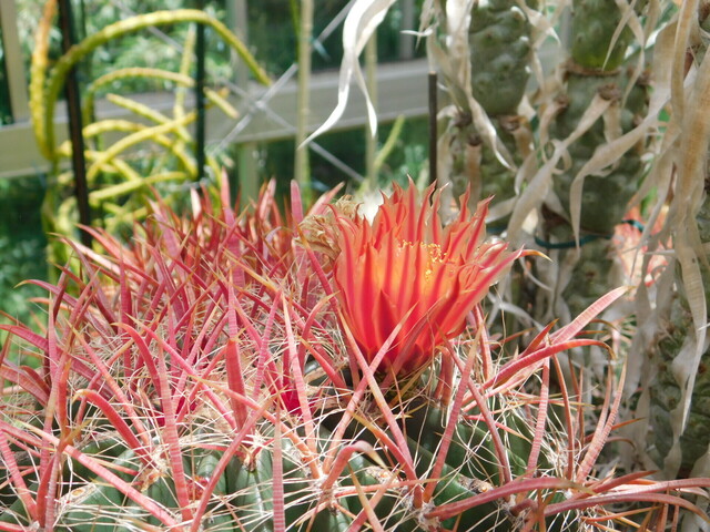 DSCN5993.JPG