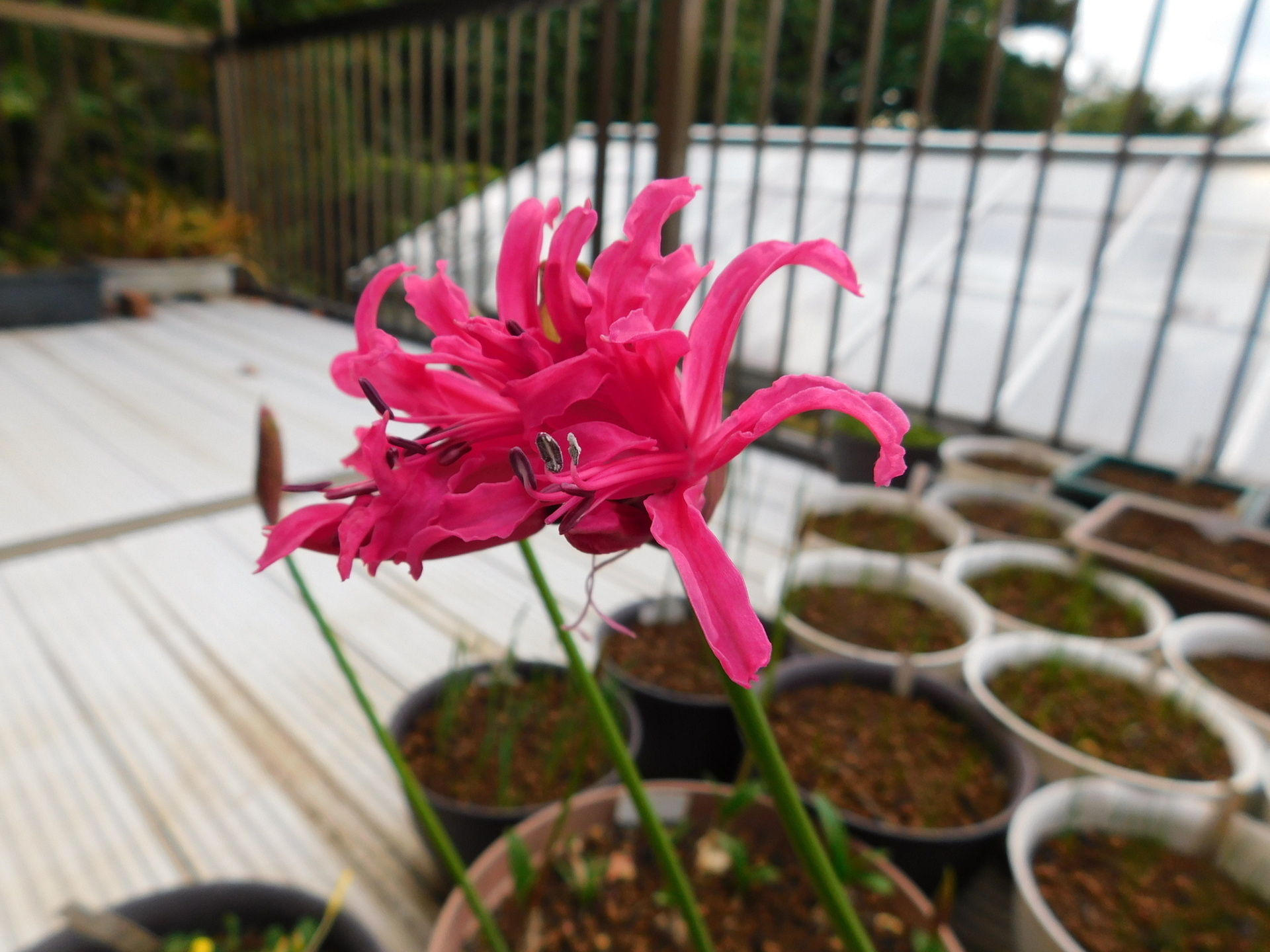 ネリネ 球根 140球 45ポット ネリネ 球根 140球 45ポット ネリネ 球根 140球 45ポット Yahoo