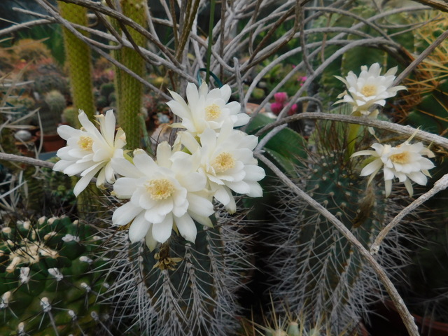 DSCN6051.JPG