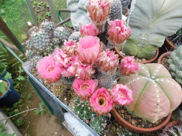 DSCN6053.JPG