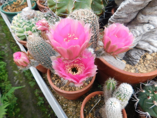DSCN6057.JPG