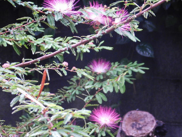 DSCN6078.JPG