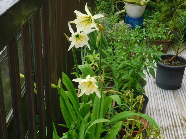 DSCN6079.JPG