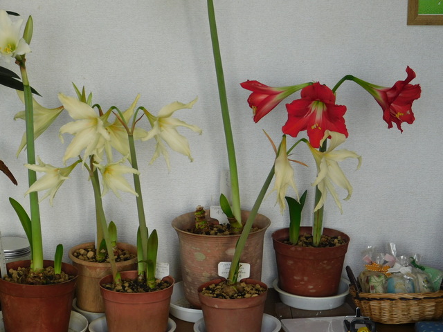 DSCN6118.JPG