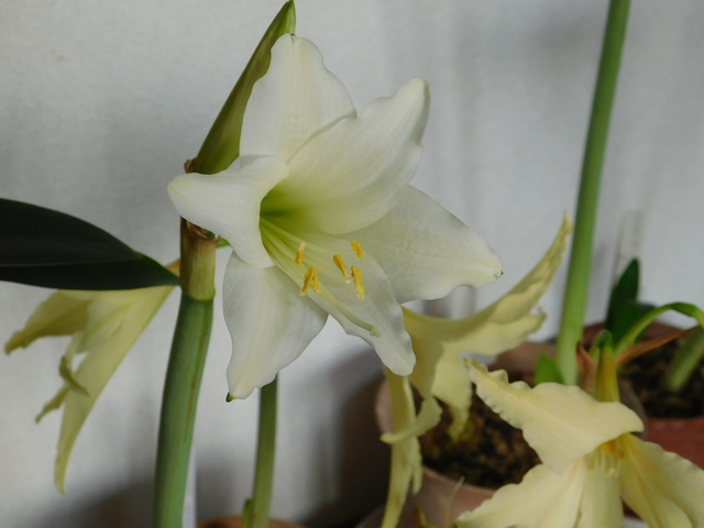 DSCN6123.JPG