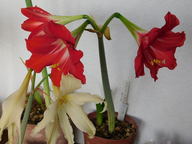 DSCN6126.JPG