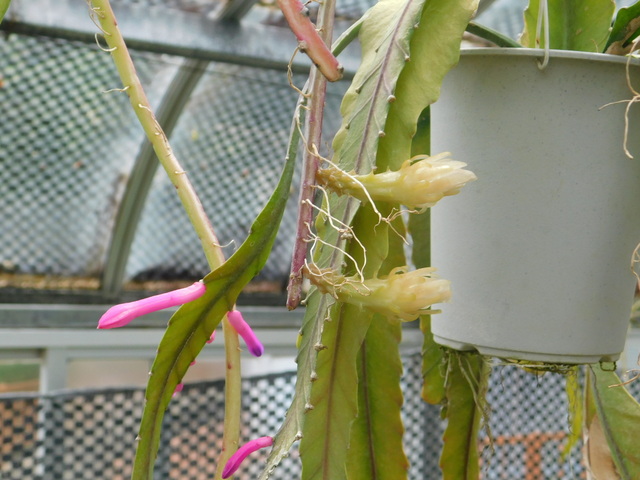 DSCN6140.JPG