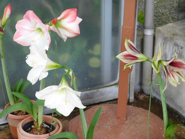 DSCN6164.JPG
