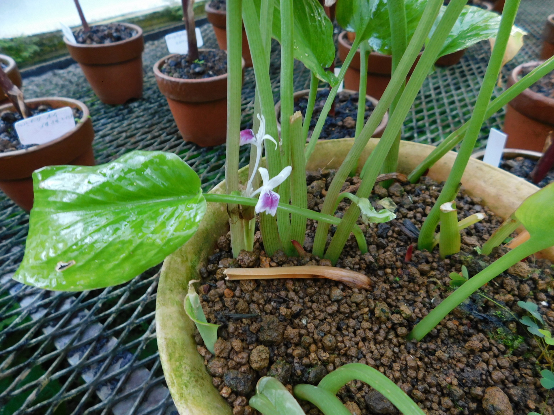 ケンフェリアの花など: 学芸員の独り言