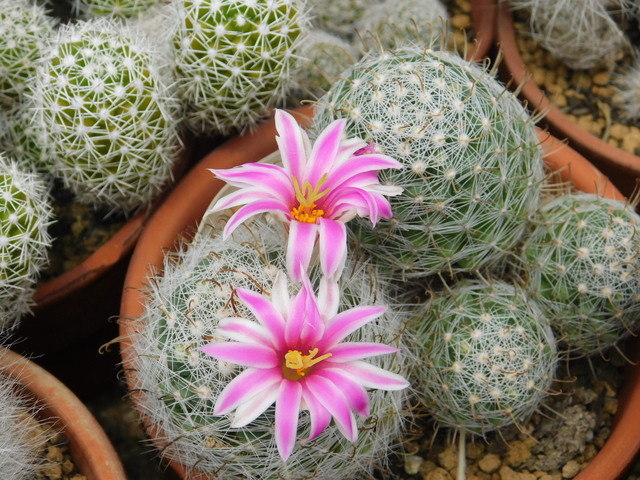 DSCN6375.JPG