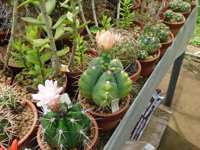 DSCN6381.JPG