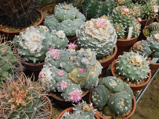 DSCN6383.JPG