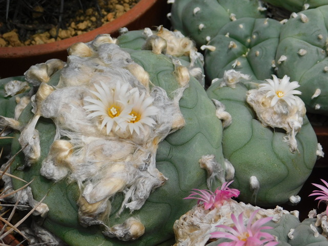 DSCN6384.JPG