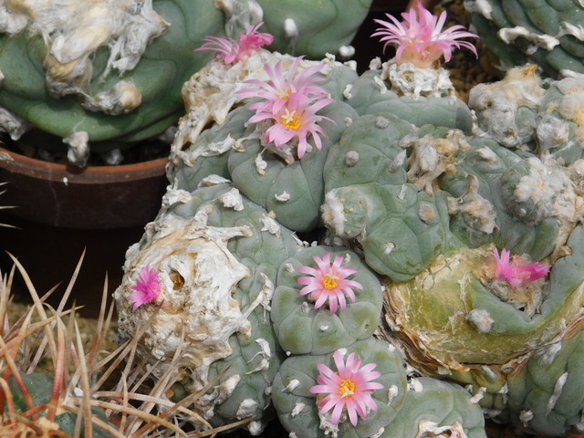DSCN6387.JPG