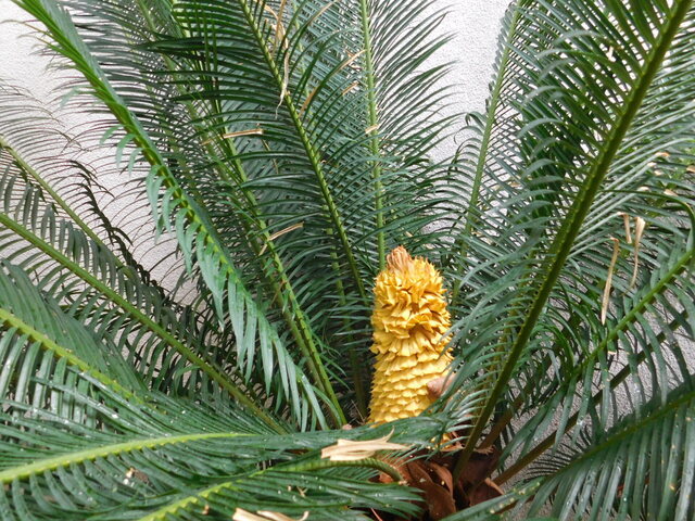 DSCN6463.JPG