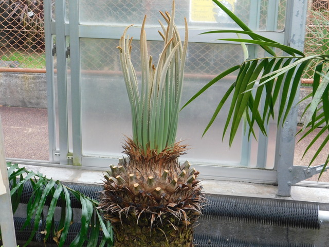 DSCN6475.JPG