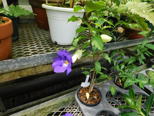 DSCN6523.JPG