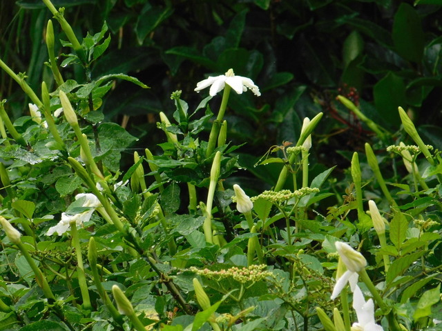 DSCN6555.JPG