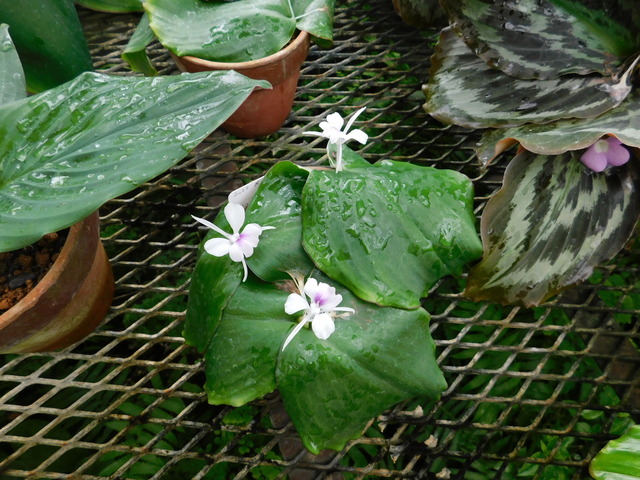 DSCN6565.JPG