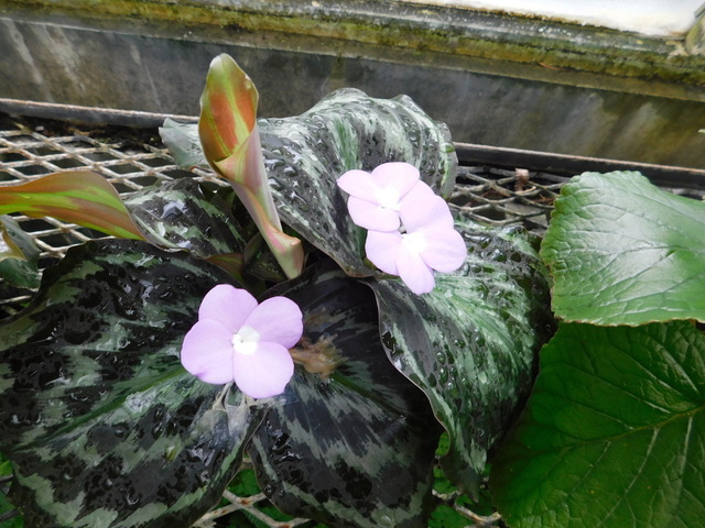 DSCN6572.JPG