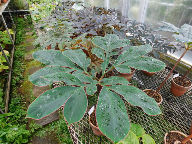 DSCN6575.JPG