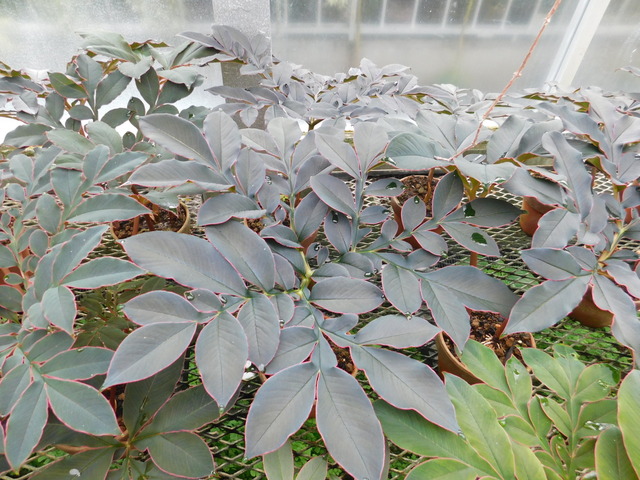 DSCN6578.JPG