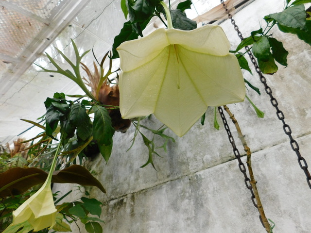 DSCN6584.JPG