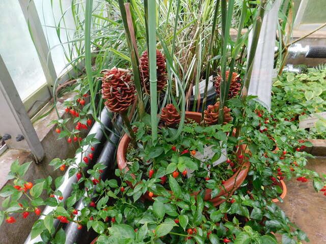 DSCN6588.JPG