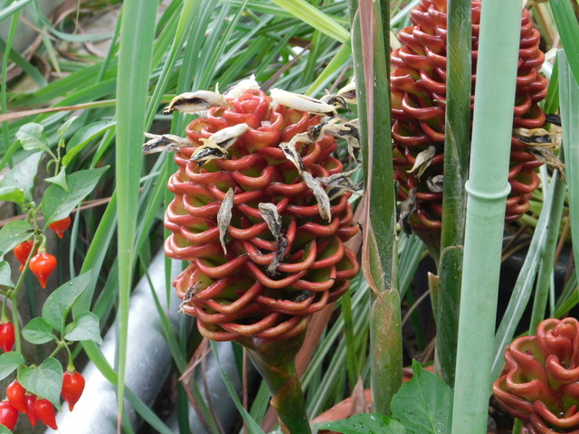DSCN6590.JPG