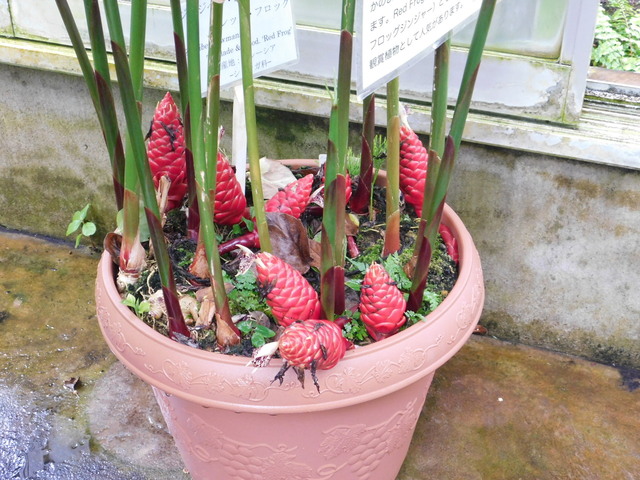 DSCN6592.JPG