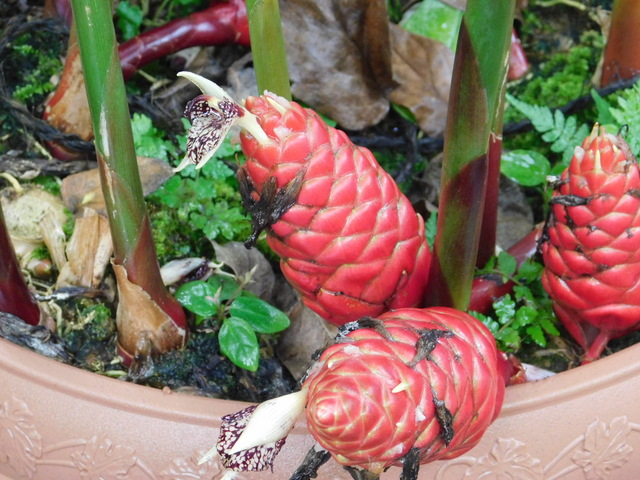 DSCN6594.JPG