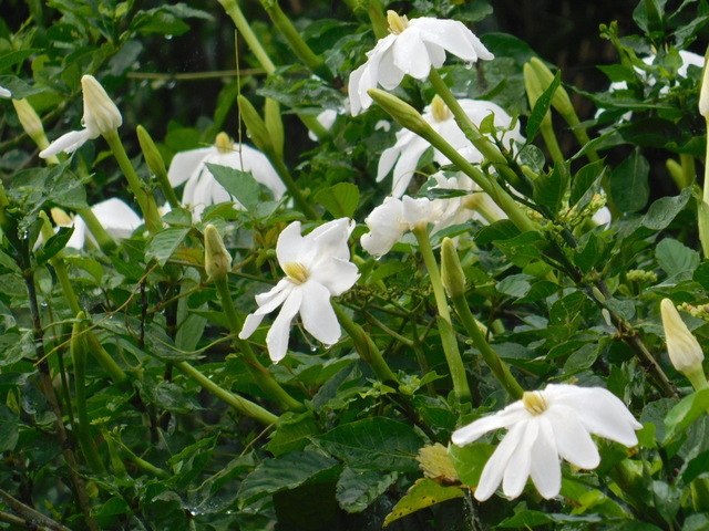 DSCN6601.JPG